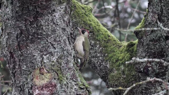Gr&uuml;nspecht&nbsp;(Picus viridis)
