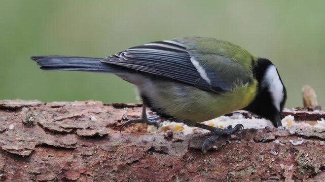 Kohlmeise (Parus major)      