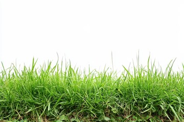 Obraz premium Lush Green Grass Blades Against White Background
