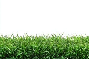 Fototapeta premium Lush Green Grass Blades Isolated on White Background