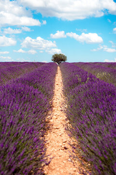 France, Provence, Valensole plateau, Infinite purple fields of blooming lavender in summer