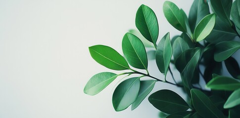Naklejka premium Lush Green Leaves Against a White Background