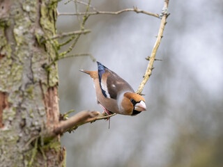 Kernbeißer (Coccothraustes coccothraustes)