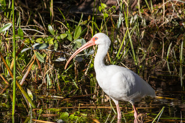 White Ibis (Eudocimus albus) in Wakulla State Park in Florida
