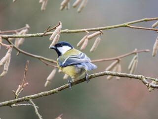 Kohlmeise (Parus major)