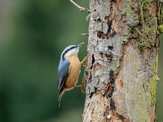 Kleiber (Sitta europaea)