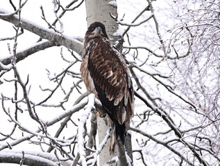 Juvenile Eagle in a Winter Tree