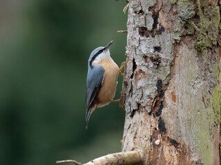 Kleiber (Sitta europaea)