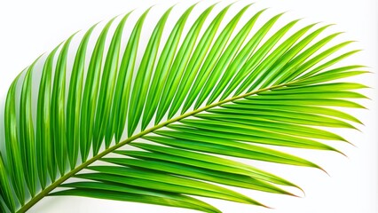 Obraz premium Isolated Palm Frond, Tropical Leaf, Single Palm Branch, Lush Green Foliage, Exotic Plant, Palm Tree Leaf, Nature Photography, Stock Photo, High Resolution Image