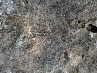 Close up of coral rocks found in karst plateau, marine animal fossils, karst, limestone, underground rivers, and all forms of beautiful karst rock landscapes.