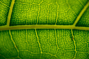 Green leaf close up, nature.
