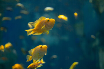 fish, underwater, water, aquarium, sea, animal, ocean, nature, tropical, grouper, reef, marine,...
