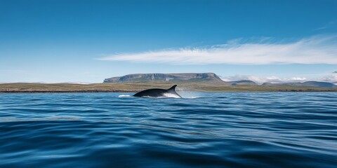 Fototapeta premium A dolphin leaps from the sparkling blue waters near a scenic coastline. The image captures the beauty of marine life and the serenity of nature. Ideal for nature lovers and wildlife enthusiasts. AI