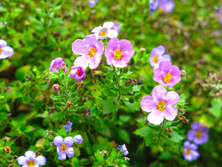 decorative flowerbed made of birch stump with a bush of small multicolored flowers