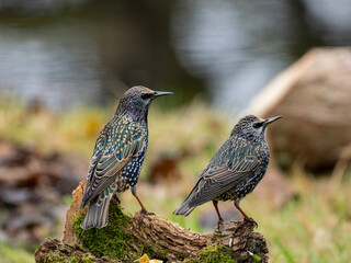 Star (Sturnus vulgaris)           