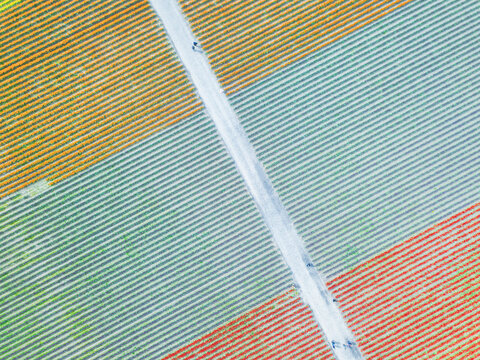 USA, Washington State, Skagit Valley, Aerial view of tulip fields