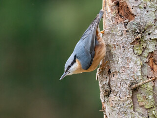 Kleiber (Sitta europaea)