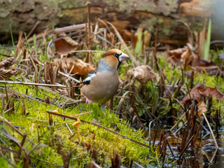 Kernbei&szlig;er&nbsp;(Coccothraustes coccothraustes)