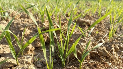 The beautiful Green Wheat crop in a field