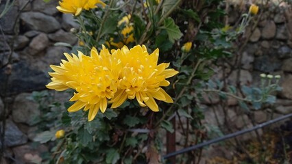 Chrysanthemum, Spoon Mums or chrysanths
