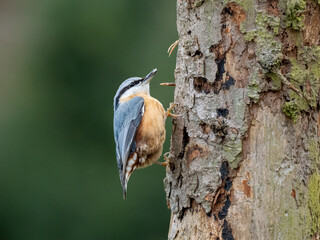 Kleiber (Sitta europaea)