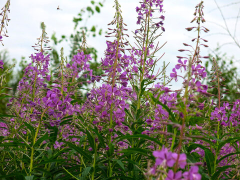ivan-tea (narrow-leaved cypress, Chamaenerion angustifolium) blooms in summer