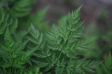 Close-Up of Green Fern Leaves in Garden Showing Intricate Patterns and Natural Beauty