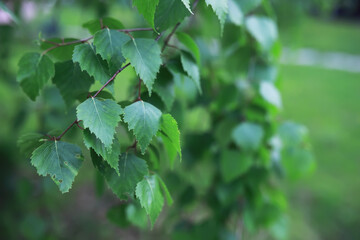Close-Up of Fresh Green Birch Leaves on Branch in Spring Garden