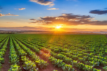 United KIngdom, East Lothian, field of brussels sprouts, Brassica oleracea, against the evening sun