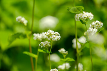 白いそばの花が咲く風景
