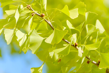 銀杏の葉が輝く枝