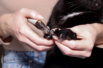Close up of owner grooming black cat’s claws by a professional pet clippers. Cat claws trimming
