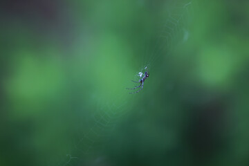 Macro Photography of a Spider on a Web in a Green Forest Background