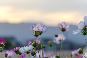 Obraz premium 夕暮れに咲くコスモスの花
