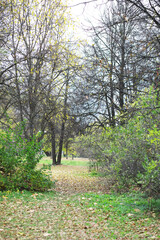 Scenic Autumn Forest Pathway with Fallen Leaves and Bare Trees