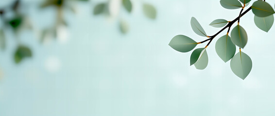 Obraz premium Green Leaves Branch Against Soft Blue Background 