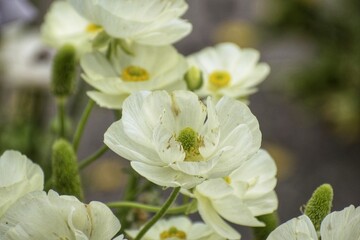 white flowers in the garden