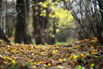 Tranquil Autumn Forest Floor Covered in Fallen Leaves with Soft Sunlight