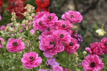 red and white flowers, Vibrant pink flowers bloom in a garden during spring, attracting pollinators and adding color to the landscape