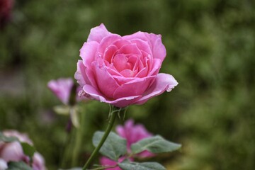 pink rose