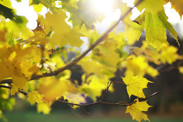Golden Autumn Leaves Backlit by Sun on a Tree Branch