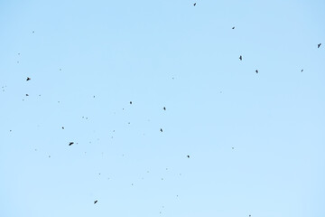 Flock of Birds Flying in Clear Blue Sky Captured in Minimalist Style