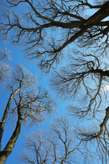 Leafless Branches of Trees Against Clear Blue Sky Capturing Winter's Serenity and Natural Beauty