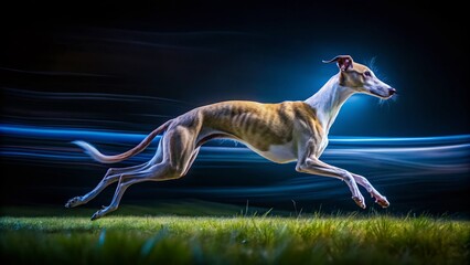 Fototapeta premium Long Exposure Photography: Slender Dog Breeds, Whippet, Greyhound, Saluki, Borzoi, Elegant Canines, Motion Blur, Night Photography, Low Light, Artistic Dog Photos