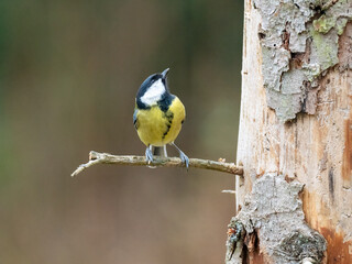 Kohlmeise (Parus major)