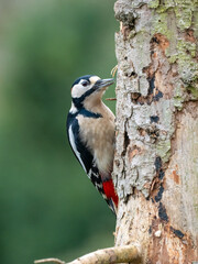 Buntspecht (Dendrocopos major)