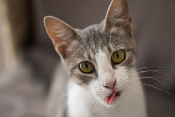 Funny domestic kitten showing red tongue, close-up portrait