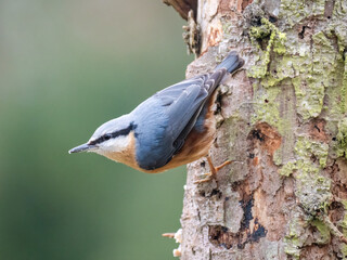 Kleiber (Sitta europaea)   