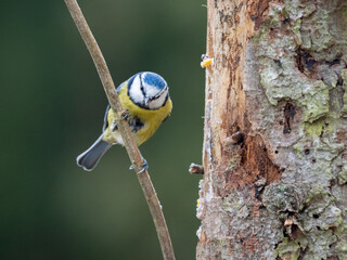Blaumeise (Cyanistes caeruleu)