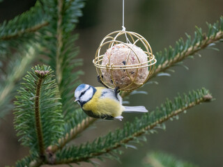 Blaumeise (Cyanistes caeruleu)
